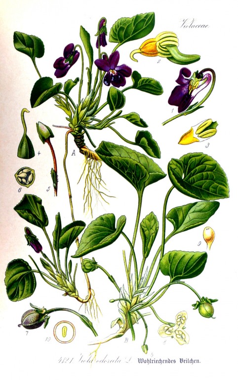Veilchen Blüten bio
